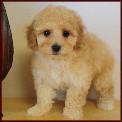 bichon poodle