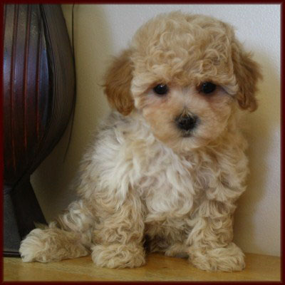 bichon poodle