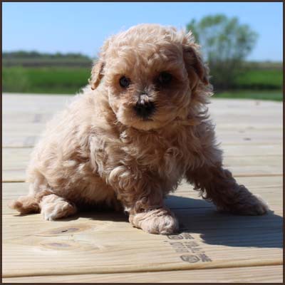 poochon