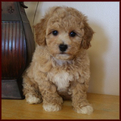 bichon poodle