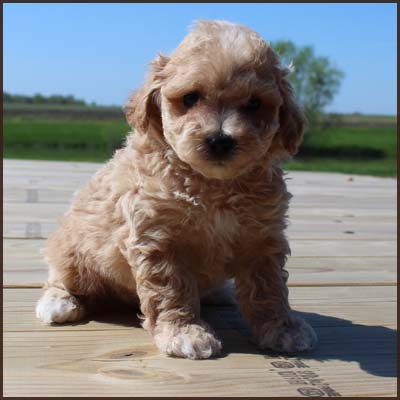 poochon
