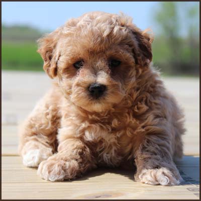 poochon