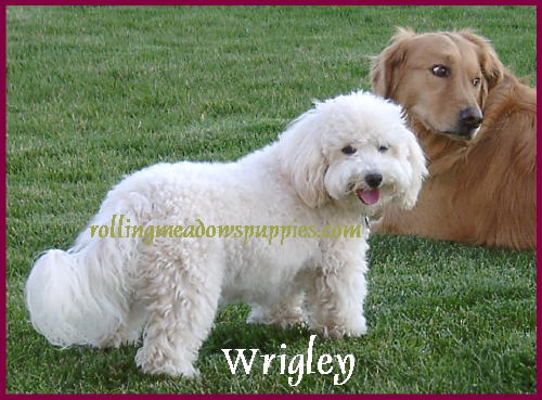 Poochon Bichon Poodle Puppy, Wrigley