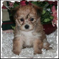 Yochon Puppy