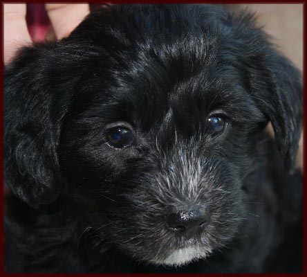 yorkie bichon rolling meadows puppies
