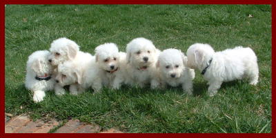 Bichon Frise Puppies