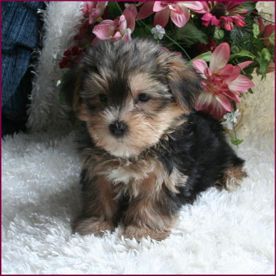 teacup yorkie puppies for sale reasonable price in tn