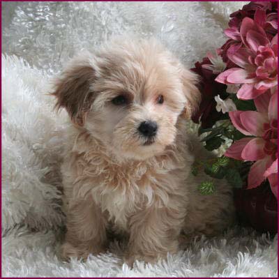 Maltipoo PUppy