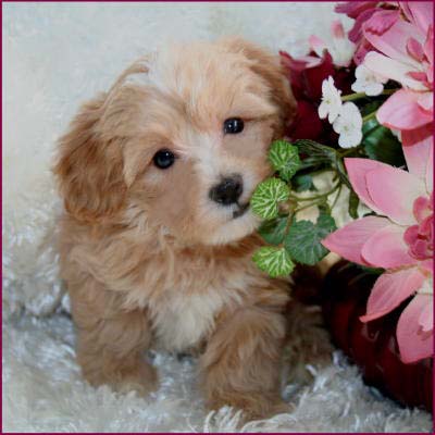 Maltipoo Puppy