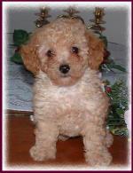 Toy Poodle