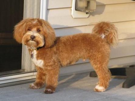 MALTIPOO