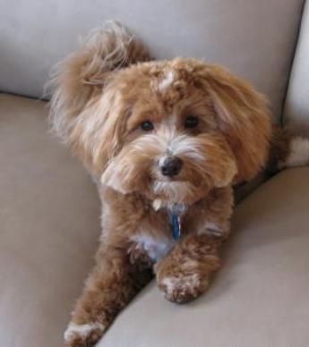 MALTIPOO