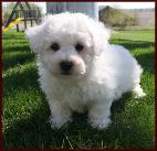 Bichon Frise dog