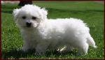 AKC bichon frise puppy