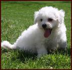 purebred Bichon Frise