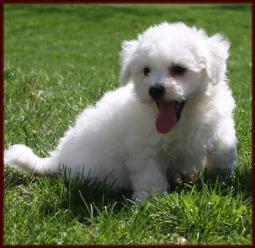 purebred Bichon Frise