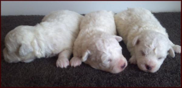 Bichon Frise