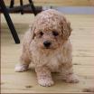 poochon