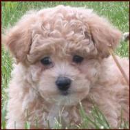Bichon Poodle Puppy