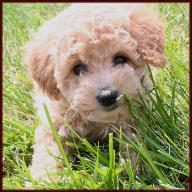 Bichon Poodle Puppy