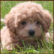 Bichon Poodle Puppy