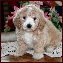 Bichon Poodle Puppy
