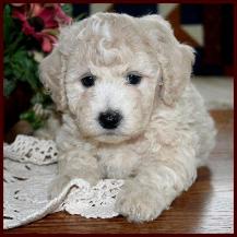 Bichon Poodle Puppy