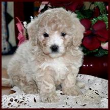 Bichon Poodle Puppy