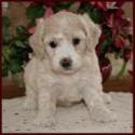 bichon poodle