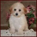 bichon poodle puppy picture