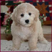 Bichon Poodle Puppy