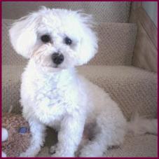 Bichon Frise Puppies