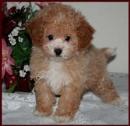 Bichon Poodle Picture