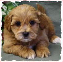 Shichon Poo