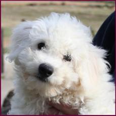 Bichon Frise Puppy
