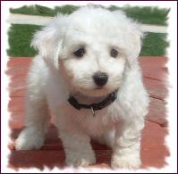Bichon Frise