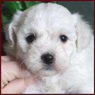 www.rollingmeadowspuppies.com