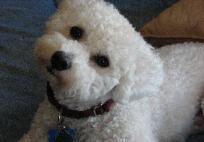 Bichon Frise Adult
