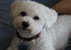 Bichon Frise Adult