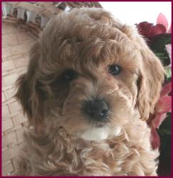 Bichon Poodle Puppy