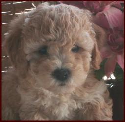 Bichon Poodle Puppy