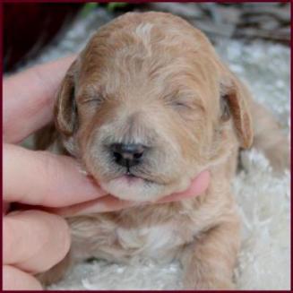 Poochon Puppy Bfe