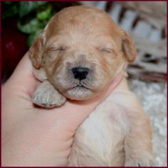 Poochon Puppy Bf4