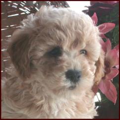 Bichon Poodle Puppy