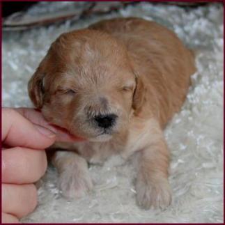 Poochon Puppy Bf5