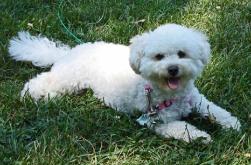 Bichon Poodle puppy picture