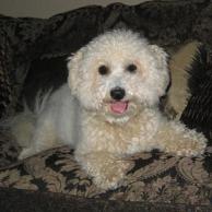 bichon poodle puppy
