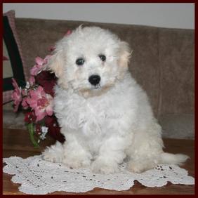 Poochon aka Bichon Poodle Janie