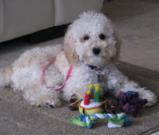 Bichon Poodle Puppy