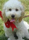 Bichon poodle puppy